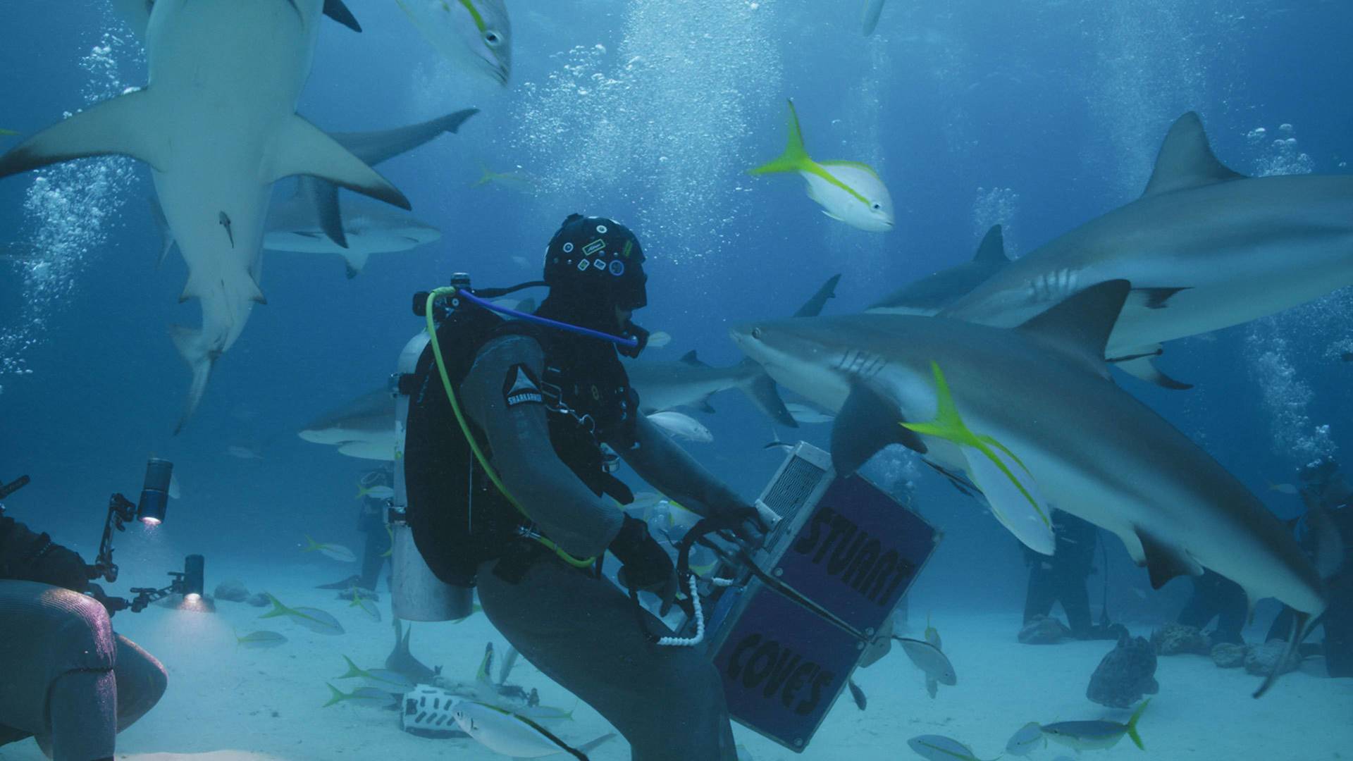 Investigación: ataques...: Tiburones blancos de California