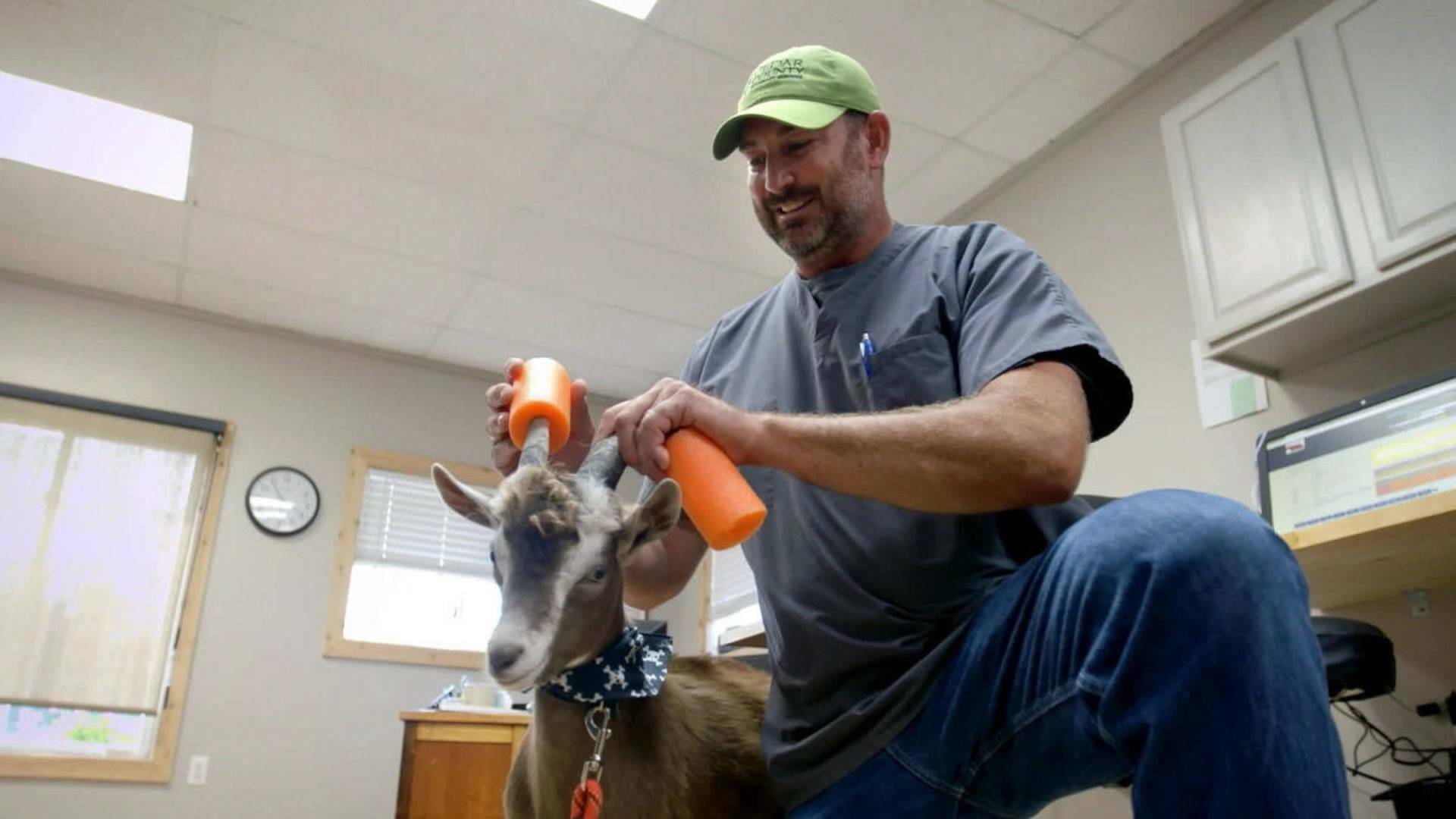 Veterinarios de Nebraska: Pacientes inesperados
