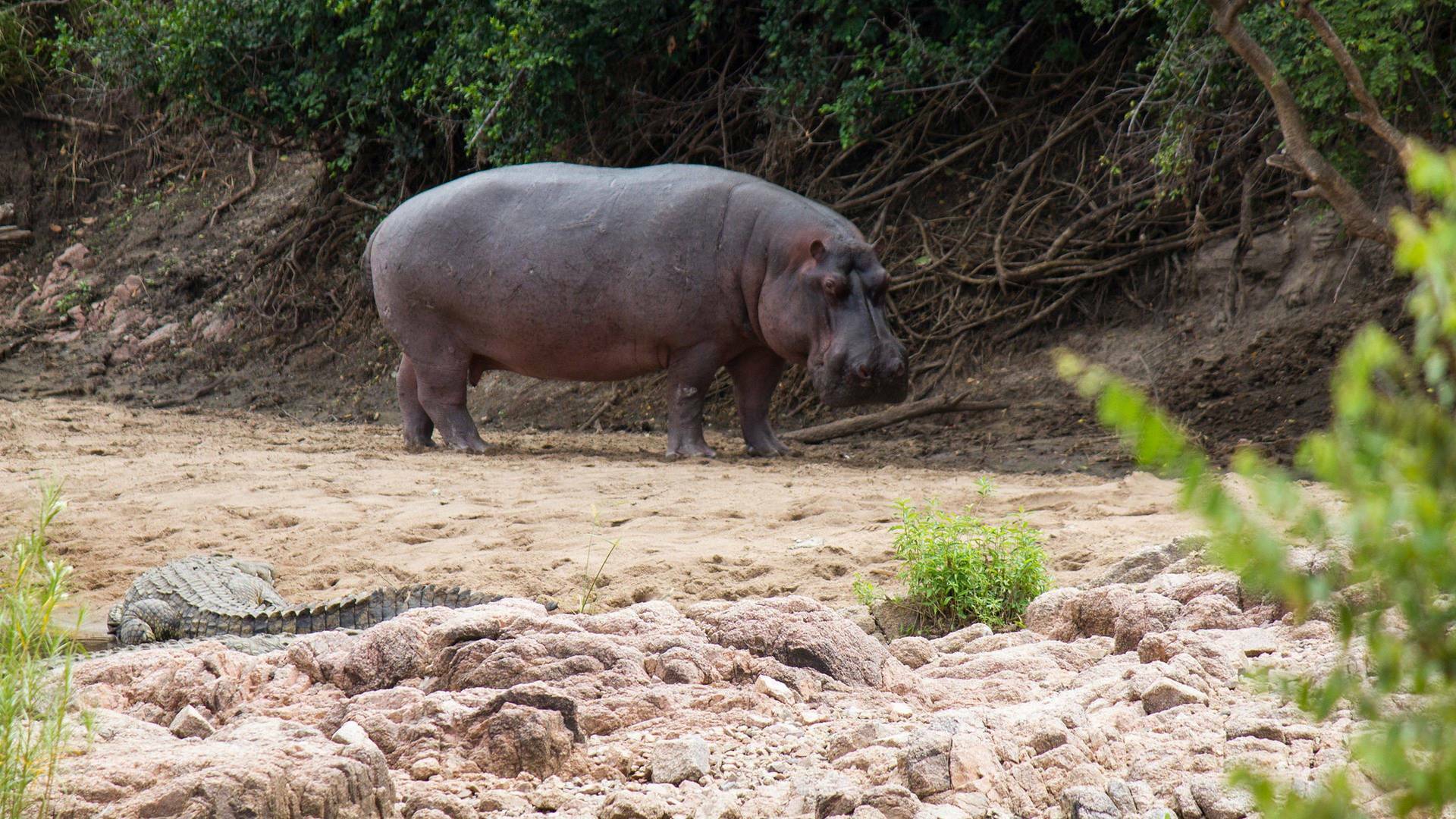 Guerras de cocodrilos
