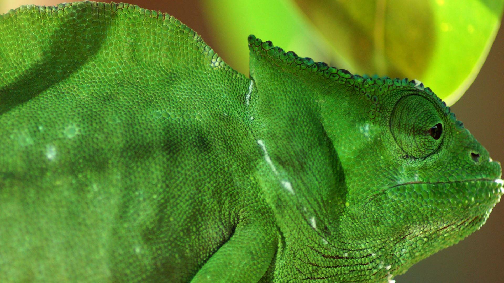 Planeta reptil
