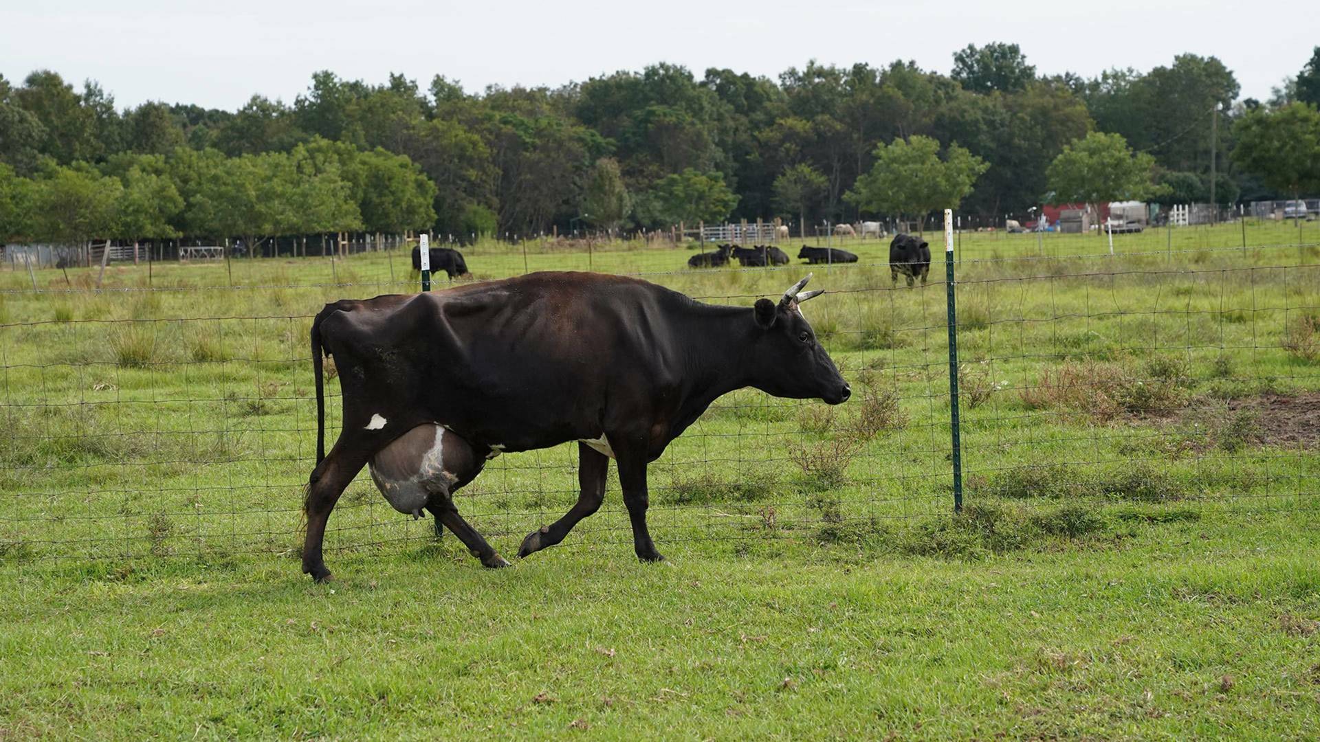 Critter Fixers: Veterinarios rurales. El año del conejo
