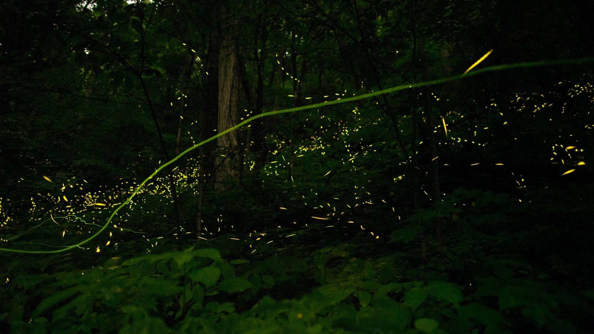 La magia de la bioluminiscencia