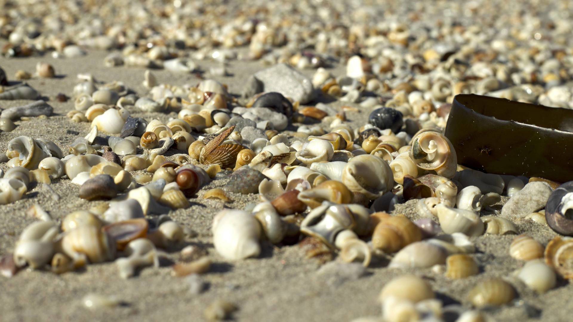 Conchas: Moldeadas por la naturaleza