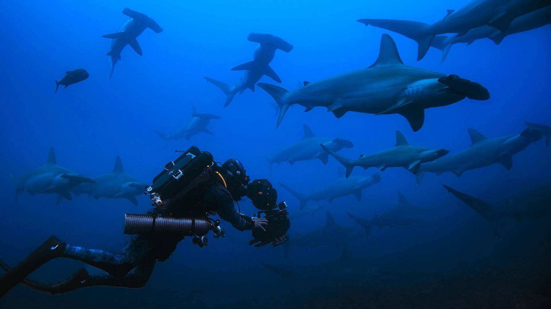 Tiburones martillo en primer plano con Bertie Gregory