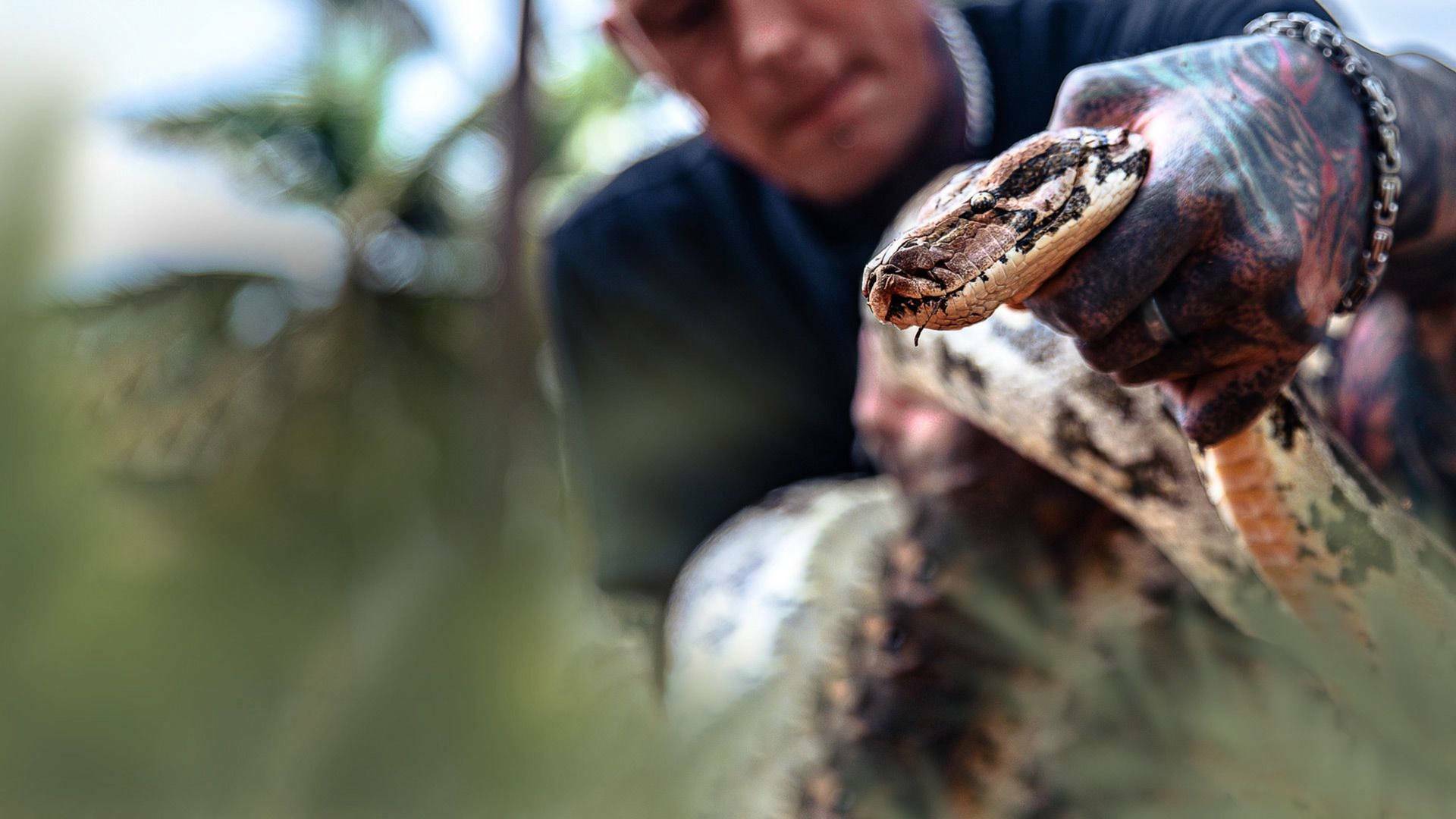 Lo mejor de Serpientes en la ciudad