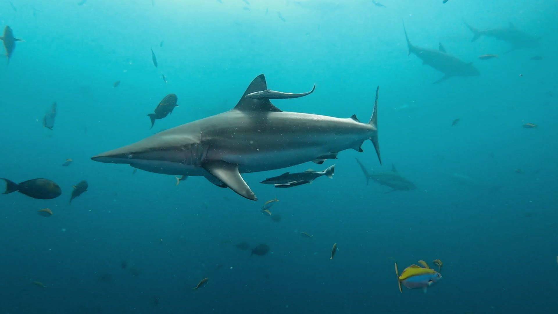 When Sharks Attack