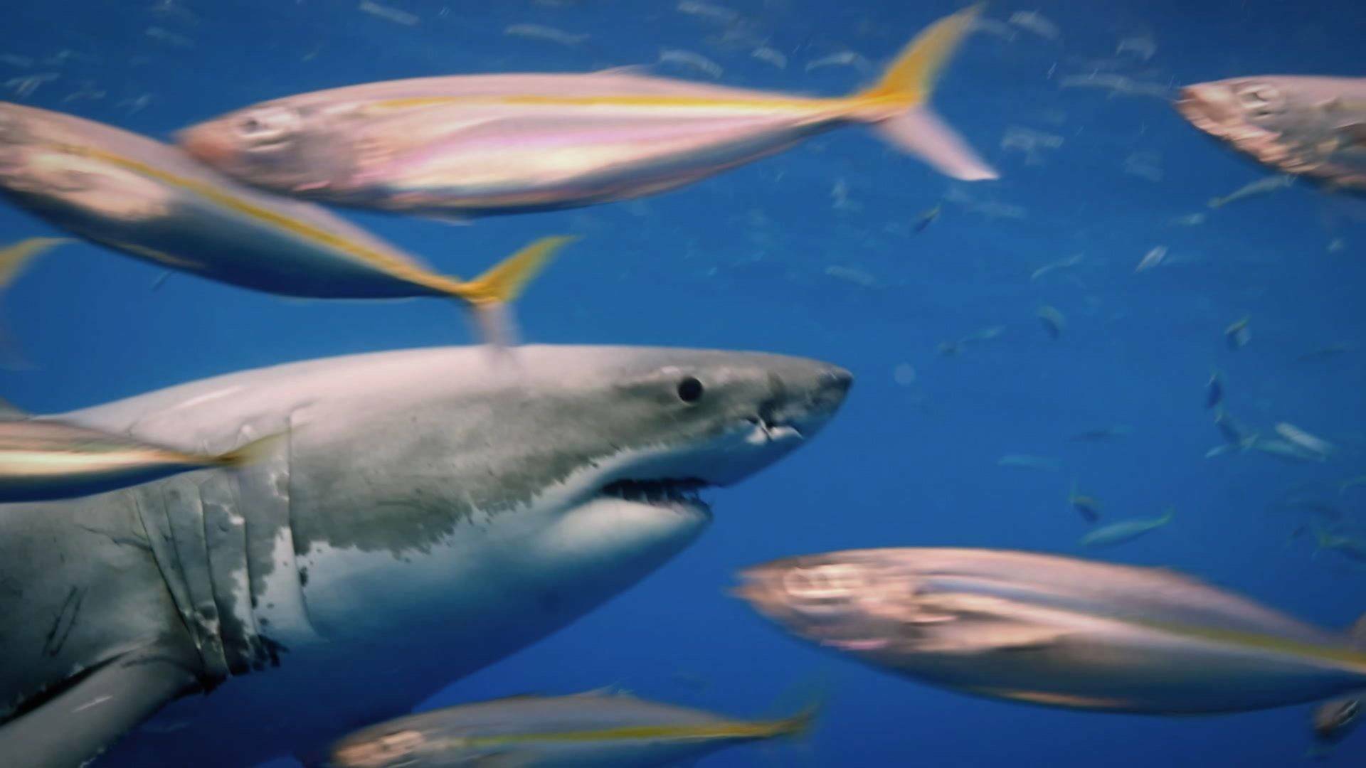 Ataques de tiburones:...: Mar y tierra