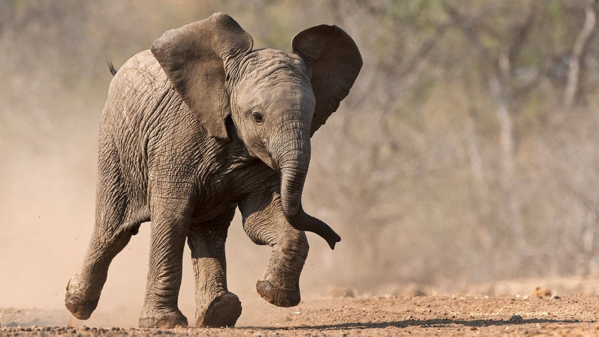 Pequeños gigantes del mundo animal