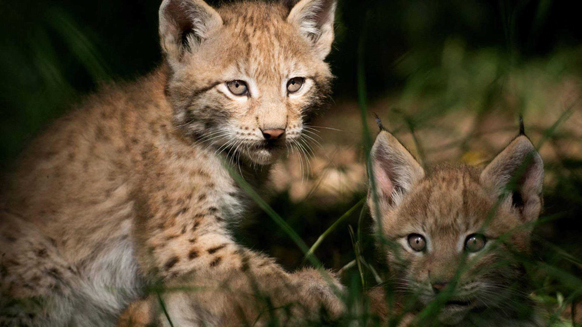 Guarderías de la naturaleza