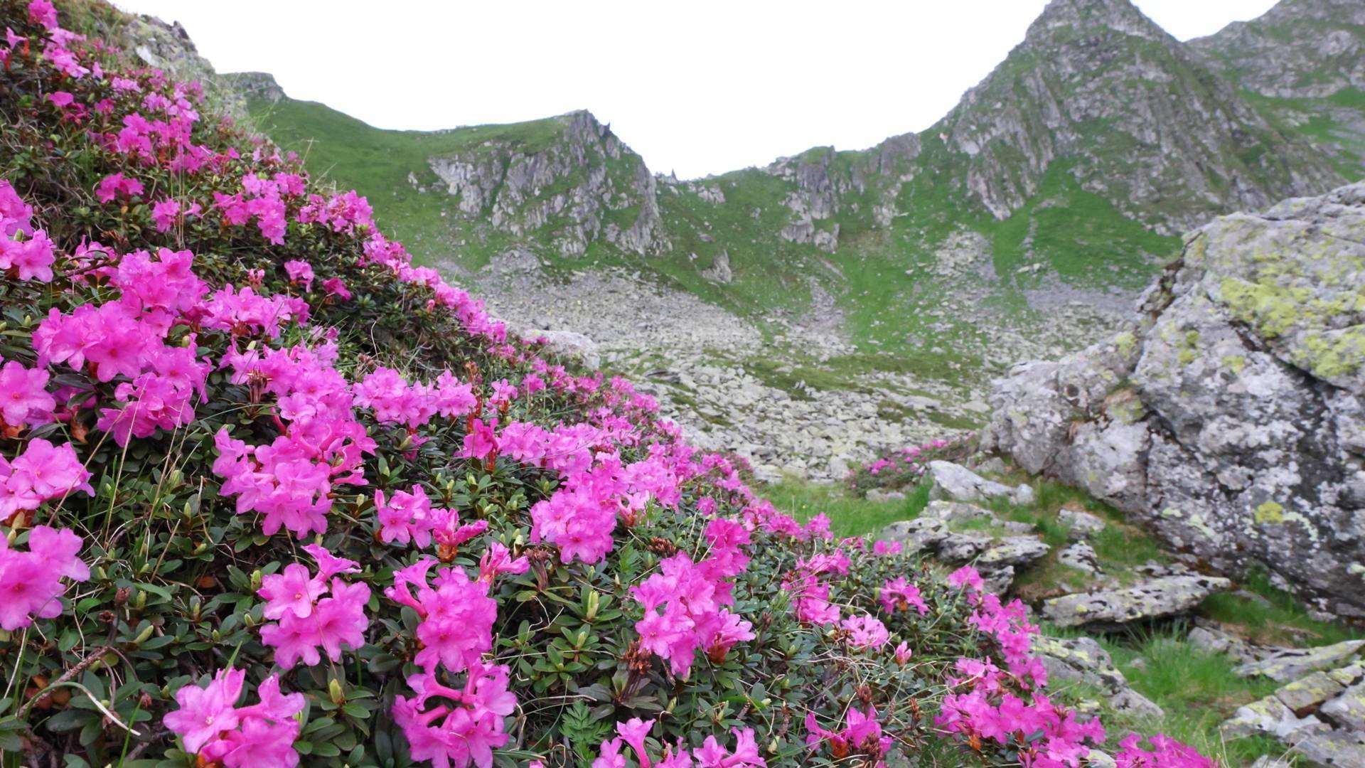 El lado salvaje de los...: Primavera