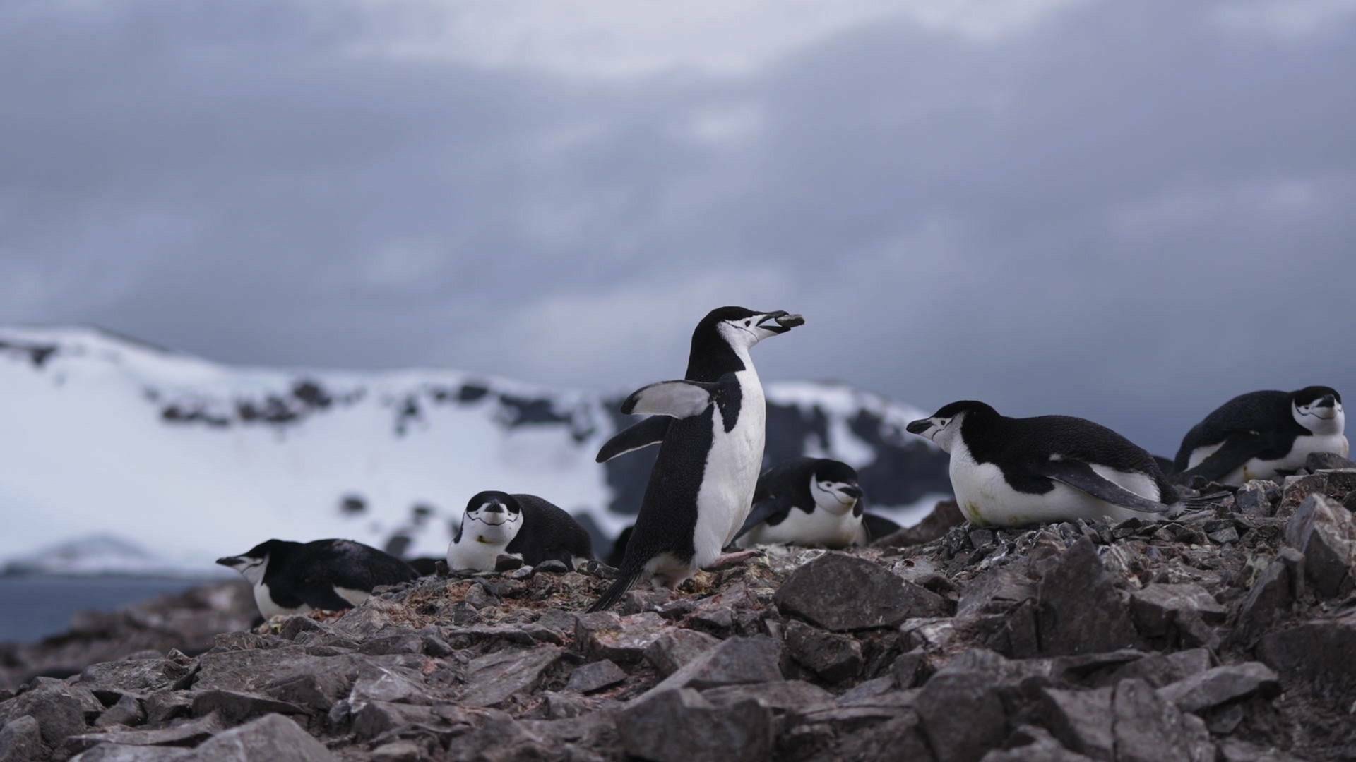 Planeta pingüino