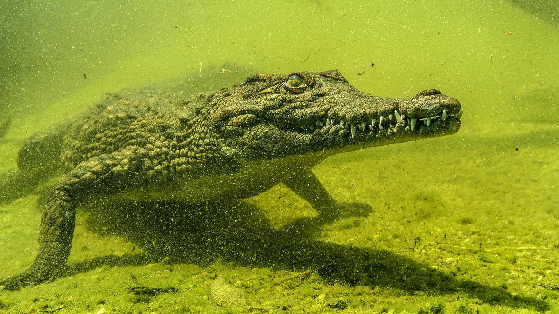 Cocodrilos del Okavango