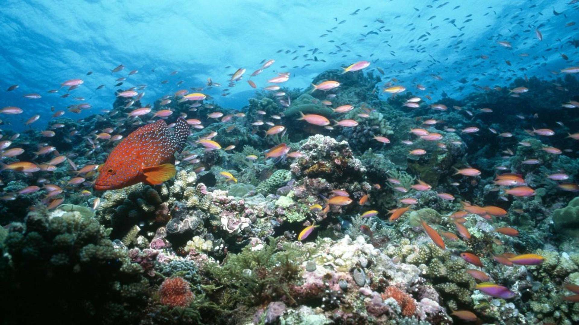 Paraísos terrenales: Manu: la selva escondida de Perú