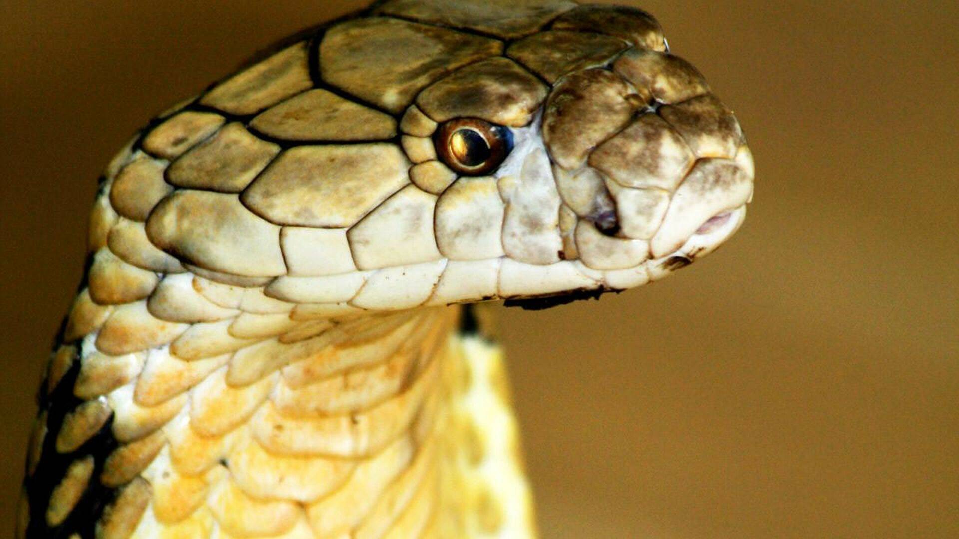 Los secretos de la cobra real