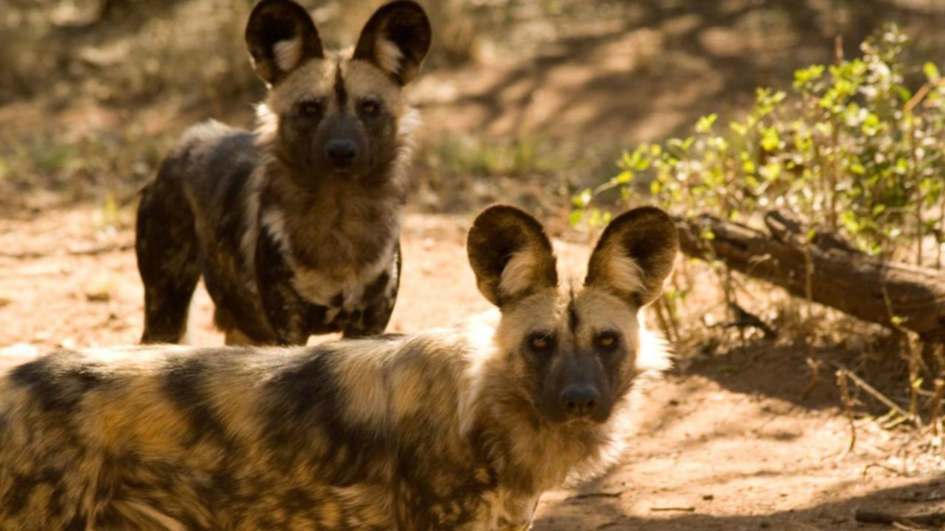 La manada: Perros salvajes