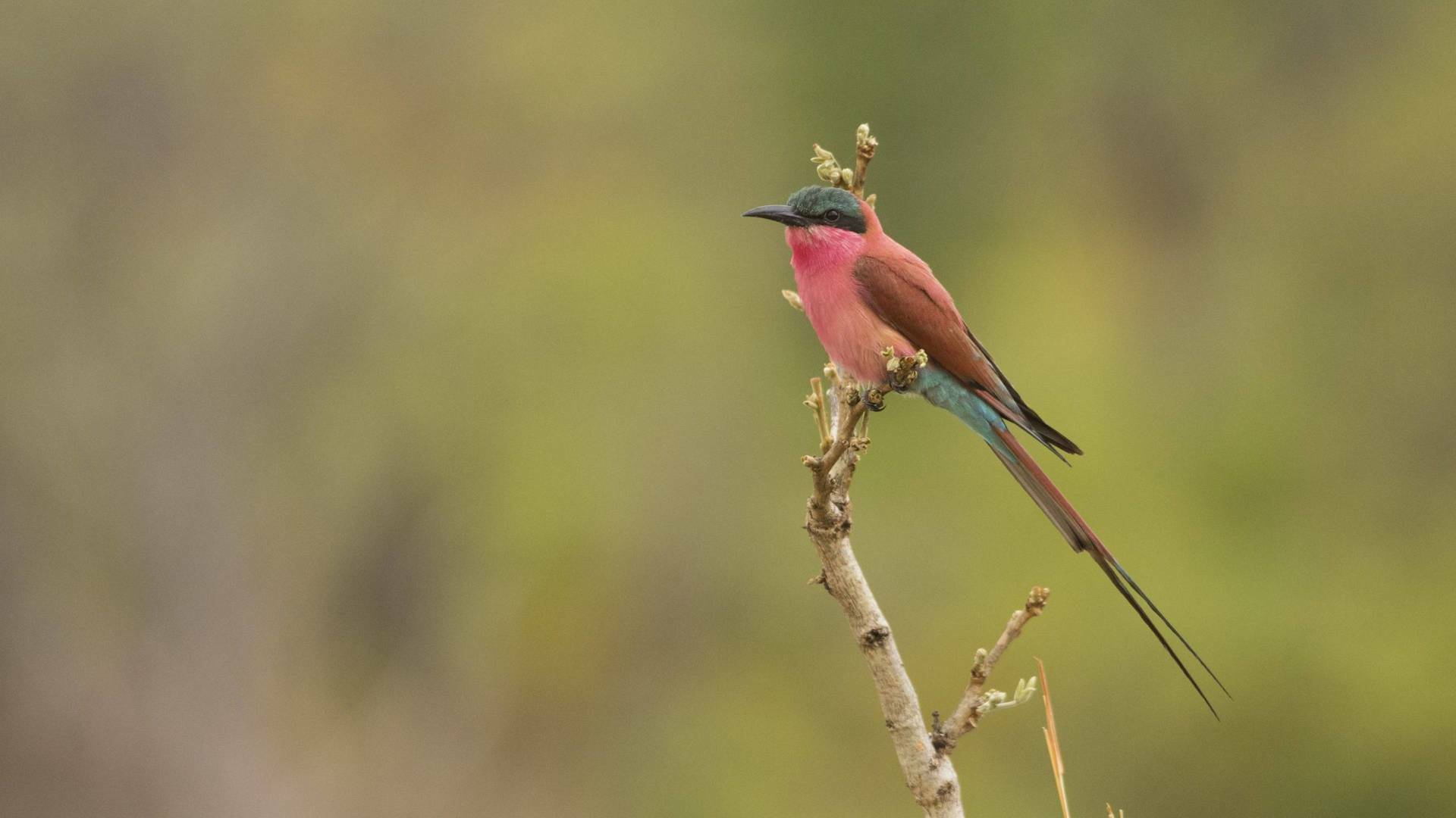 Edén: paraísos remotos: Luangwa: el valle esmeralda