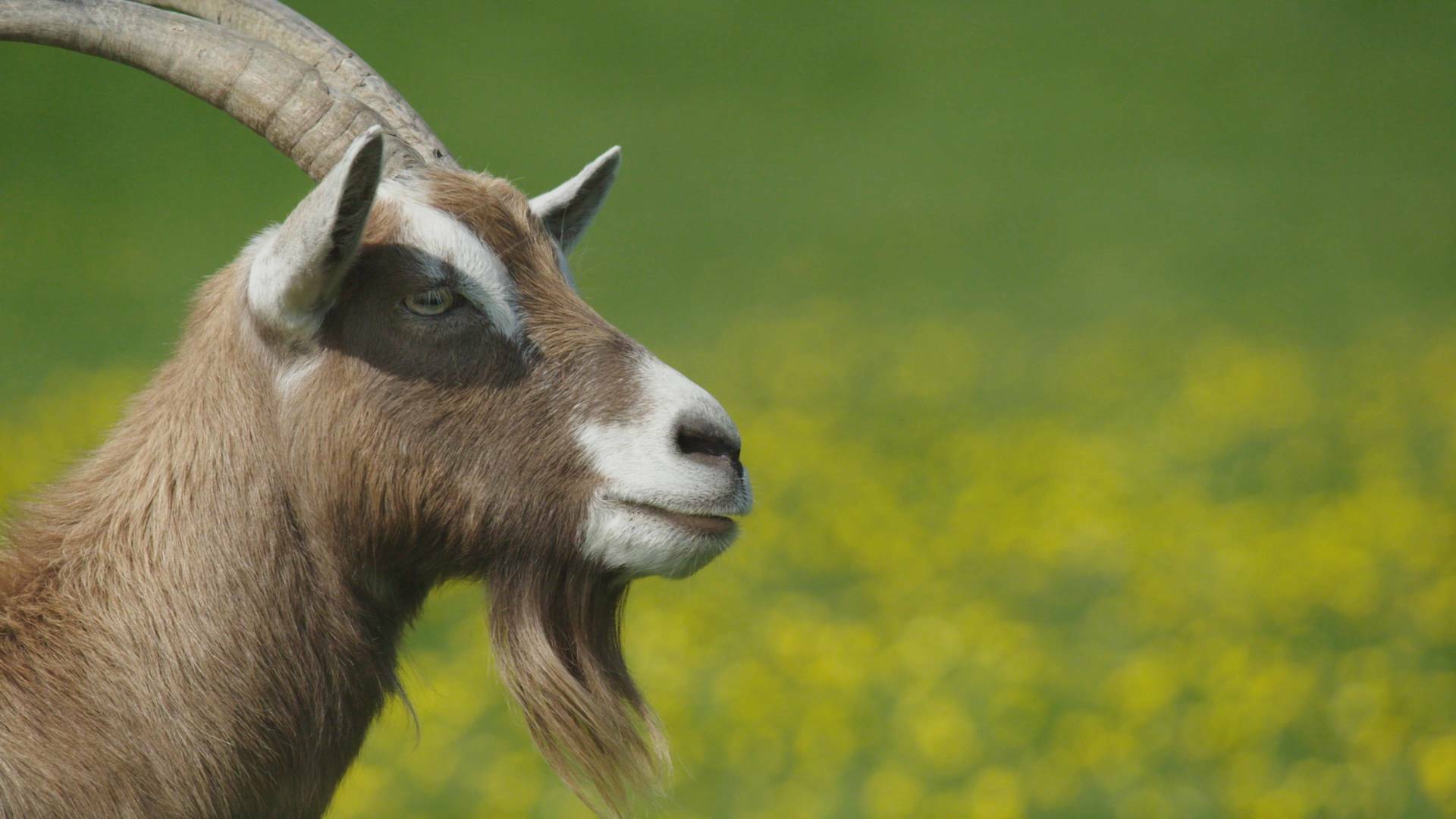 Inteligencia en la granja: Cabras