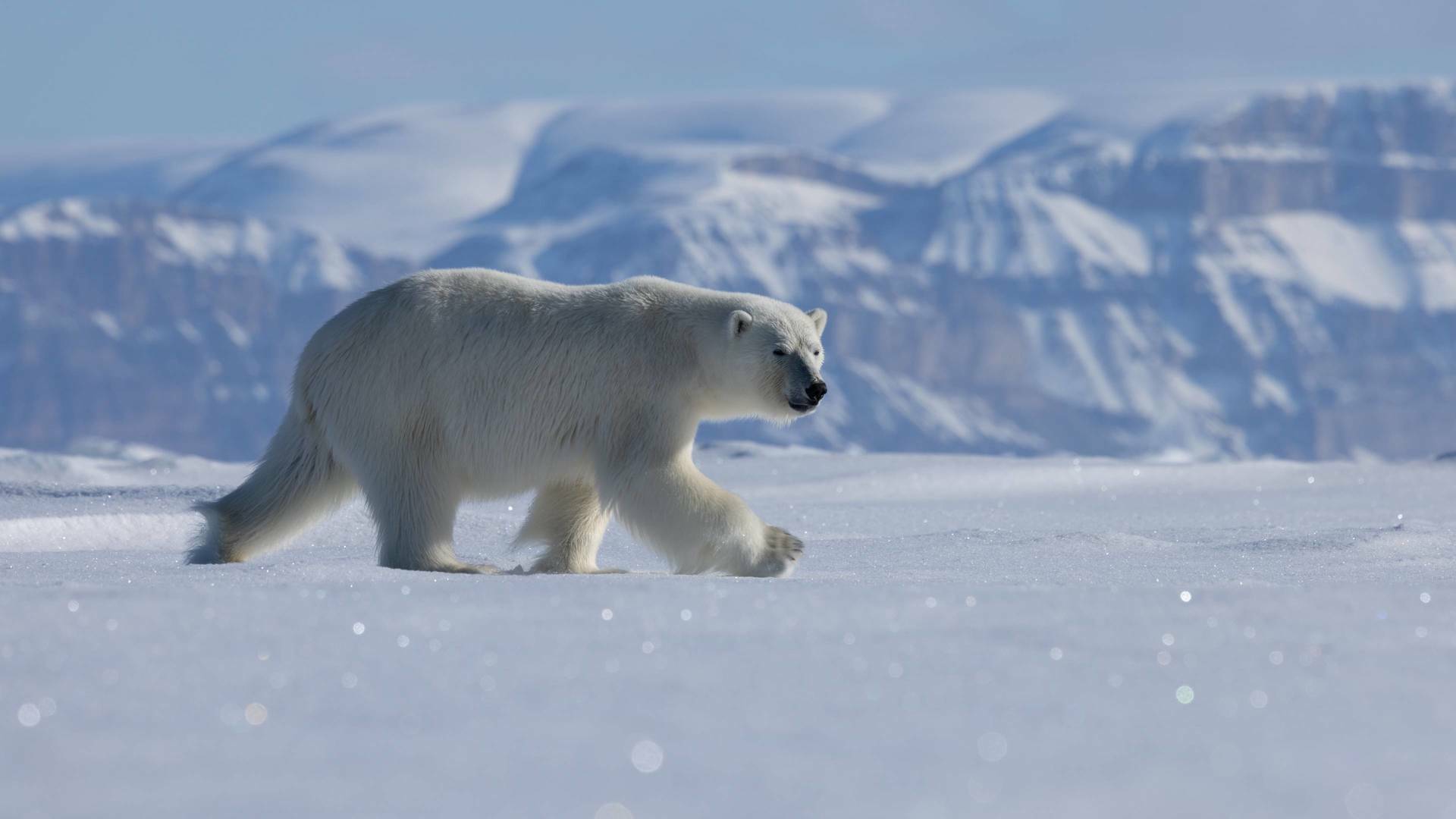 Islas: laboratorios de...: Isla de Baffin