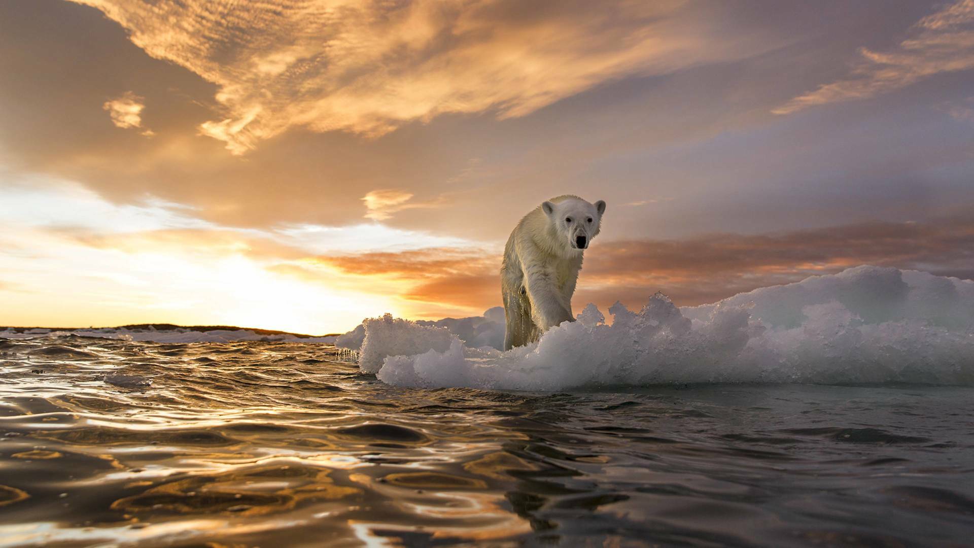 ADN Animal: Criaturas venenosas