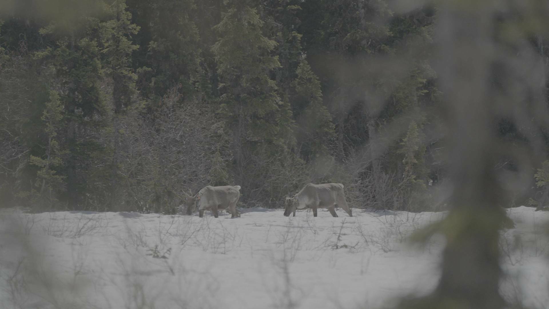 Las Montañas Rocosas:...: Lobos