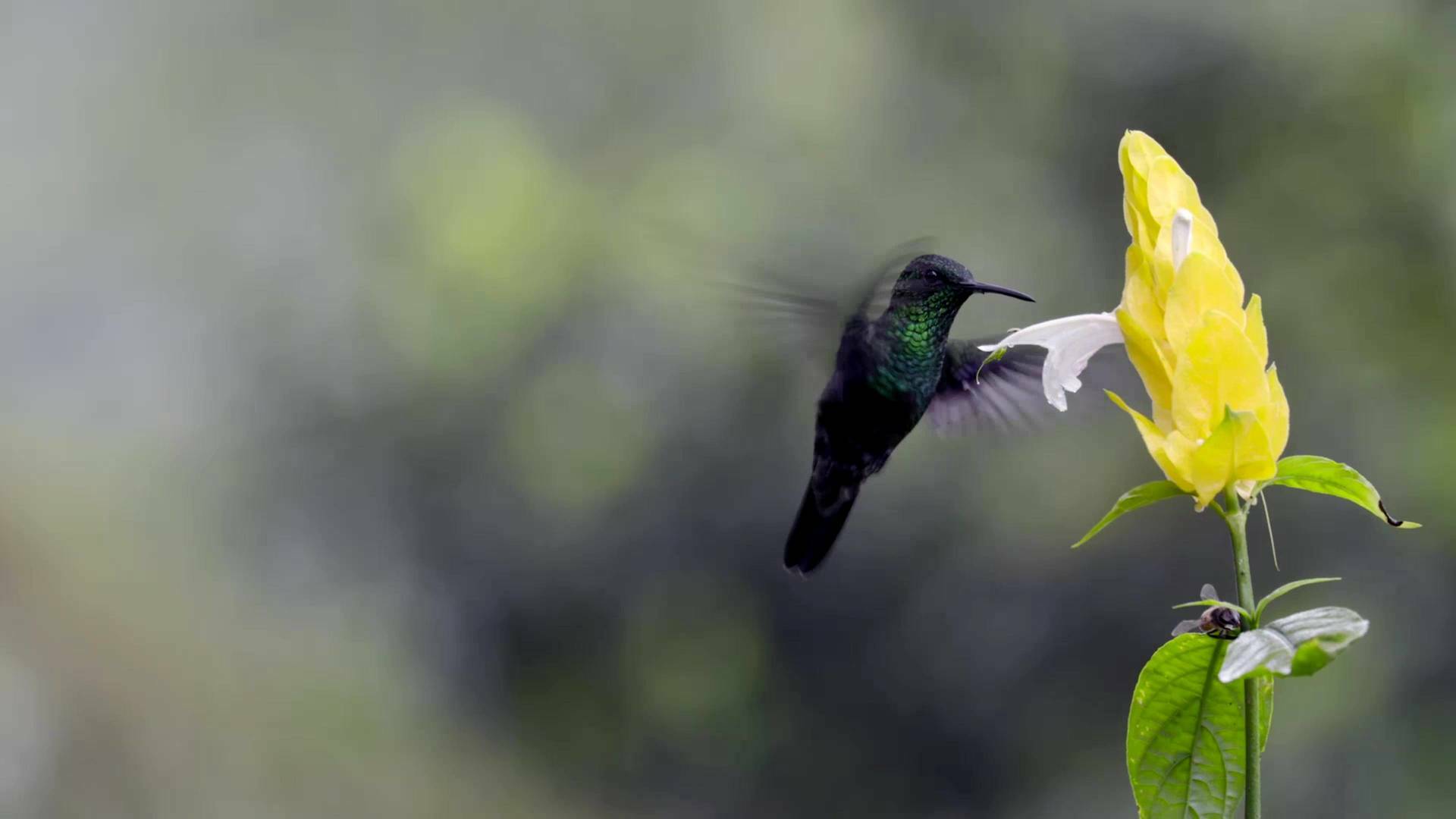 En la Colombia salvaje: Los guerreros de los Llanos