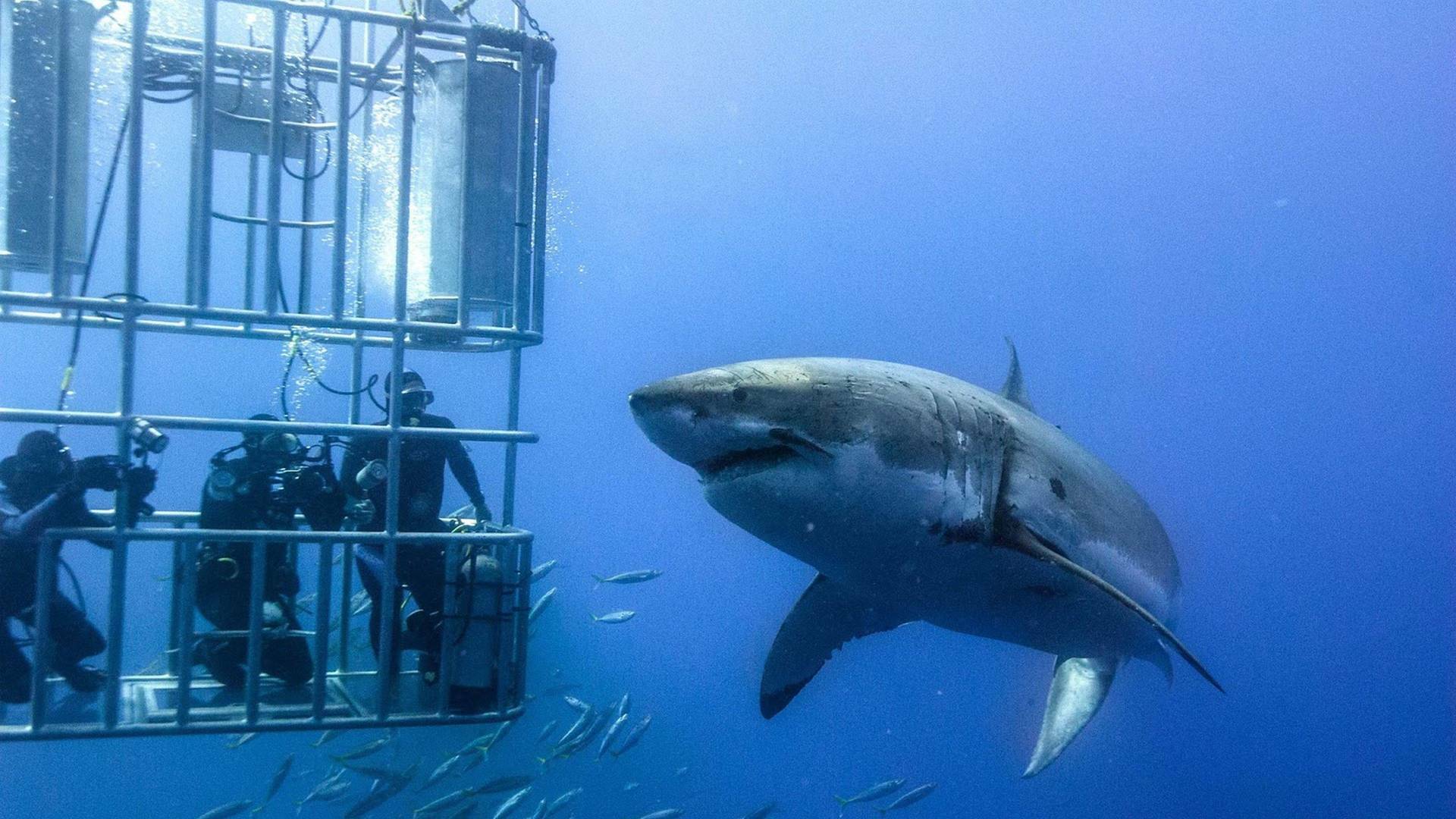 Open Water: Inmersión extrema