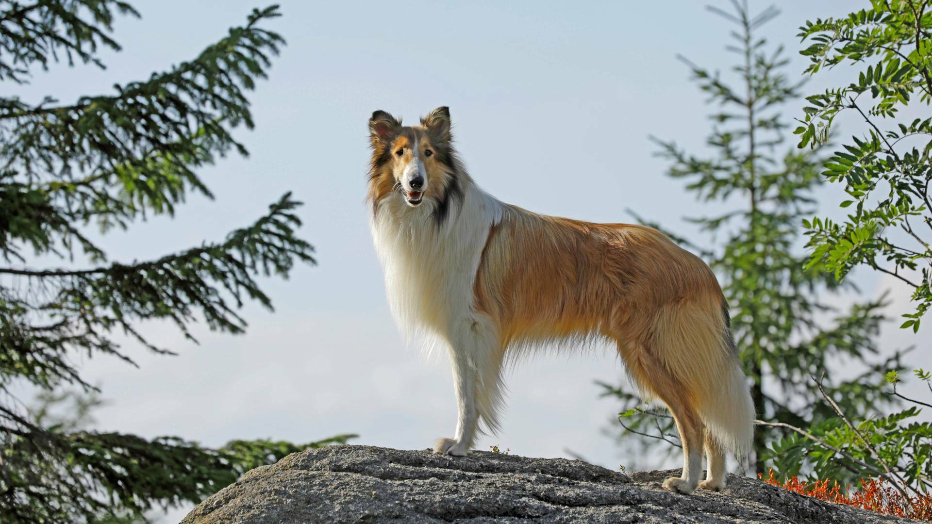 Lassie torna a casa