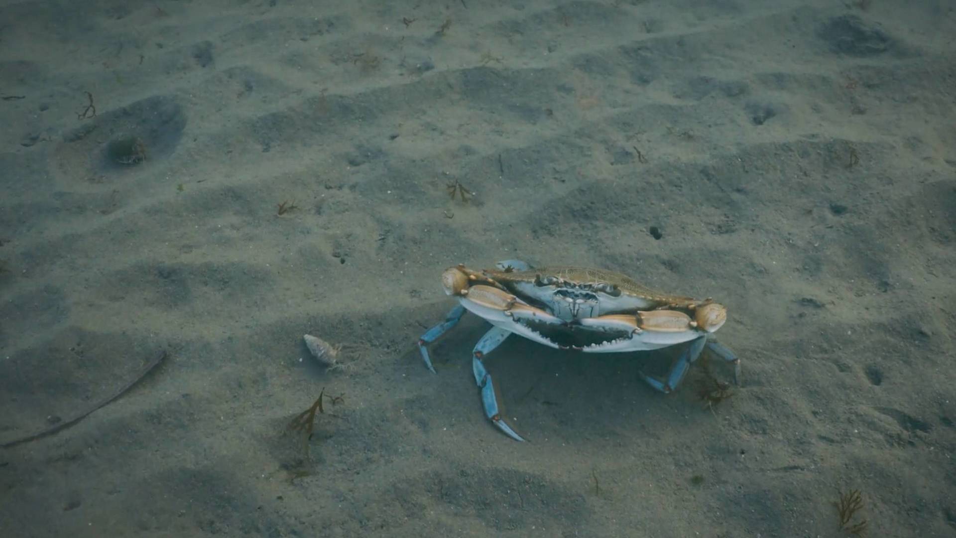 Crabe bleu, chronique d'une invasion