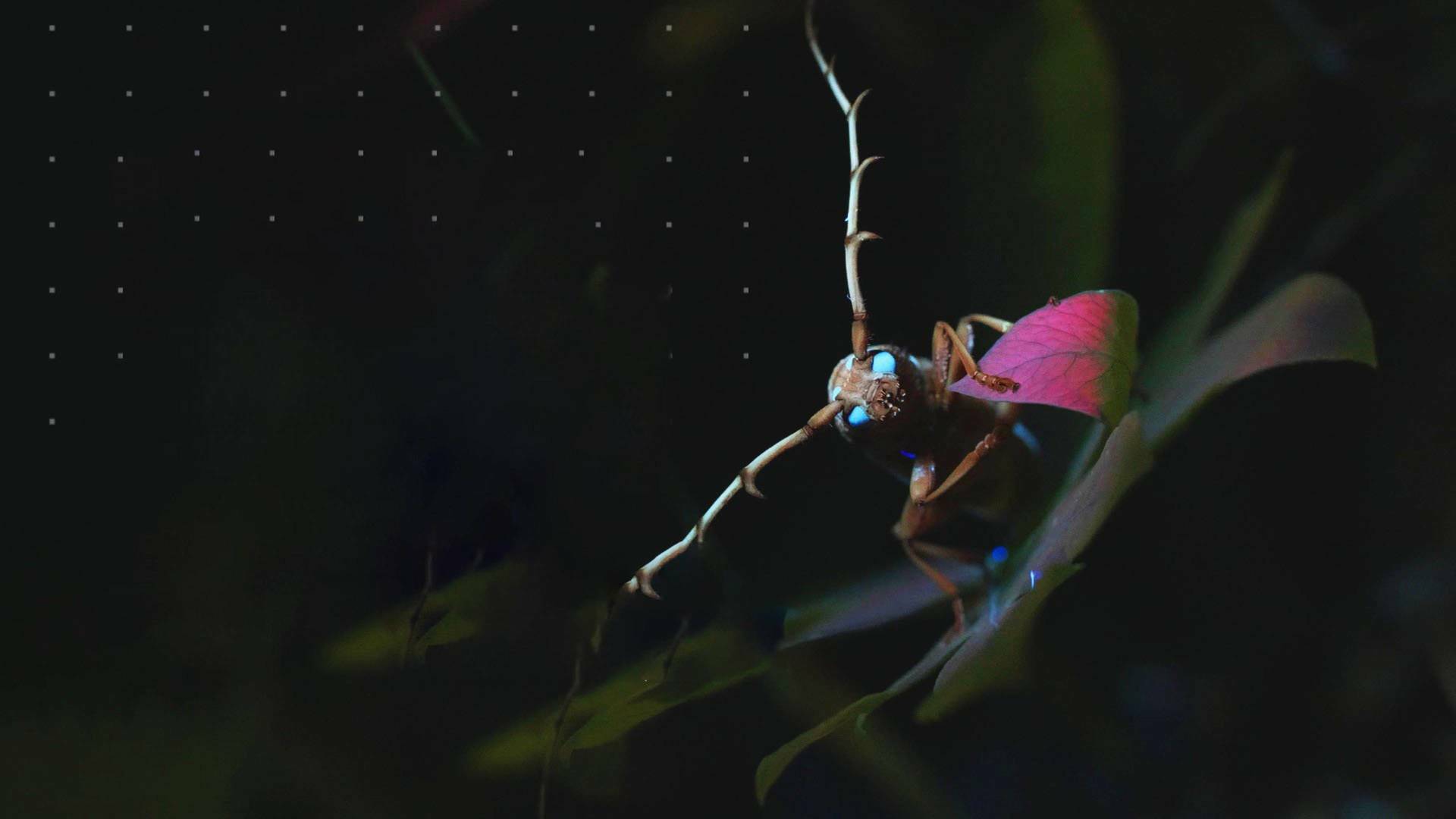 Mysterieux Insectes, sur la Piste des Origines