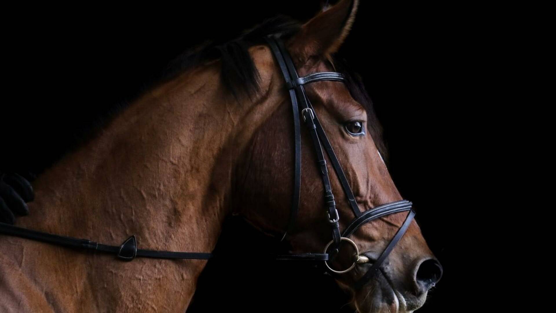 Equitation: Jumping International de La Baule
