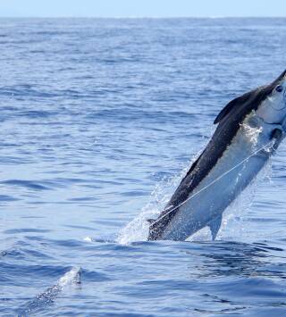 De viaje: Jigging y trolling en Sao Nicolau