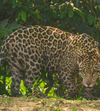 Los animales más raros...: Tierra de gigantes y pigmeos