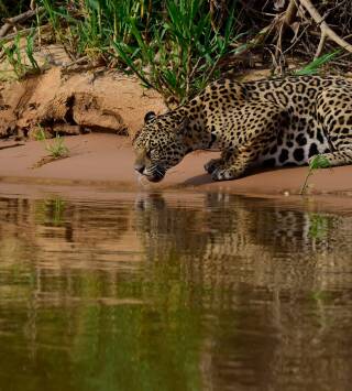 Tierra de jaguares