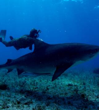 Bucear entre tiburones