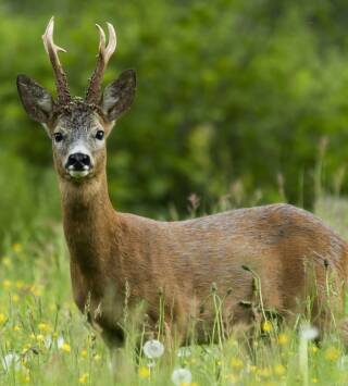 Capreolus (T1): De corzos en Cuenca