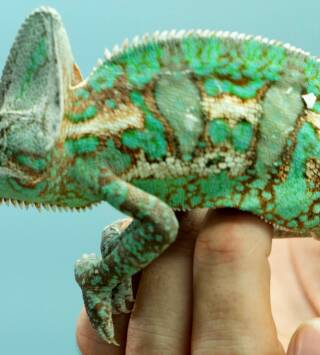 Critter Fixers: veterinarios rurales: Mundo de reptiles