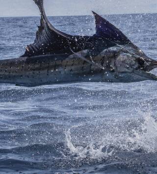 De viaje: El reto del Billfish