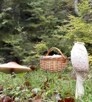 La cocina mágica de...: Champiñones silvestres en Cantabria