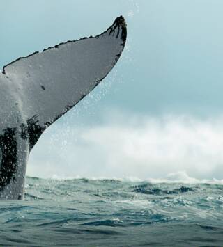 Los secretos de las ballenas 