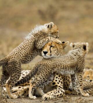 Grandes felinos, Season 1: Renacidos en Massai Mara