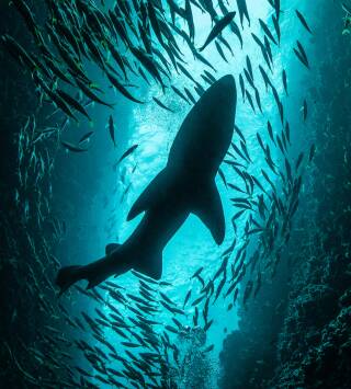 Sharkfest: Hombre contra tiburón