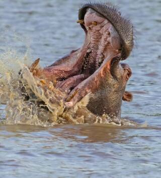 Hipopótamos y cocodrilos con Steve Backshall