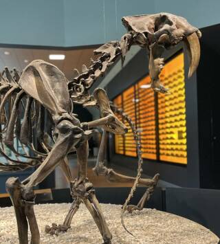 Bestias del pasado: Los secretos del T-Rex