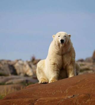 El reino del oso polar: El viaje del cachorro