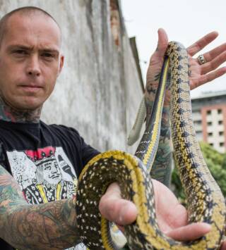 Serpientes en la ciudad: Invasión de mambas