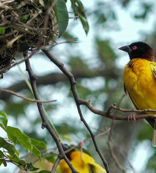 Salvar el paraíso: Las cataratas del Iguazú: tesoro de la biodiversidad