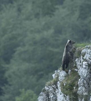 Oso, simplemente salvaje