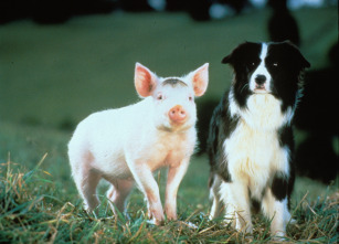 Imagen de Babe, el cerdito valiente - 10