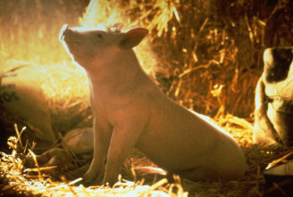 Imagen de Babe, el cerdito valiente - 14