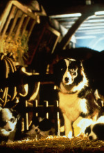 Imagen de Babe, el cerdito valiente - 15